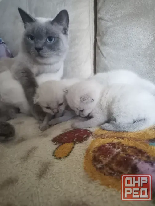 Котята шотландцы Донецк - изображение 1