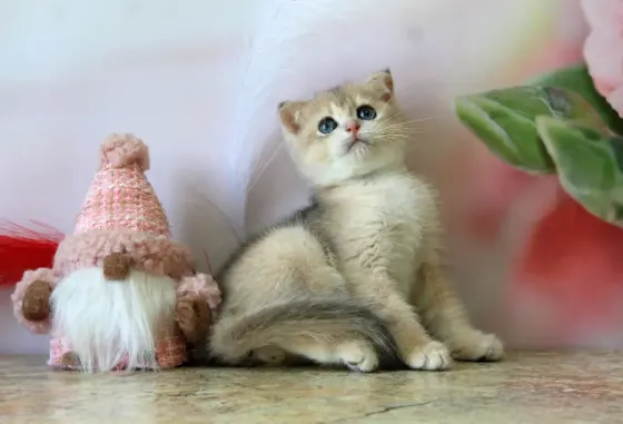 Бюджетный малыш Макеевка