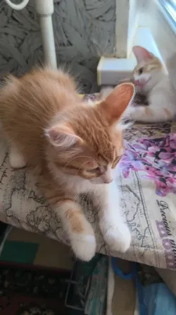Отдам 2х котят в хорошие руки Донецк