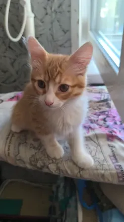 Отдам 2х котят в хорошие руки Донецк