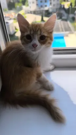Отдам 2х котят в хорошие руки Донецк