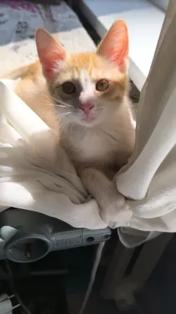 Отдам 2х котят в хорошие руки Донецк