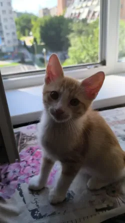 Отдам 2х котят в хорошие руки Донецк