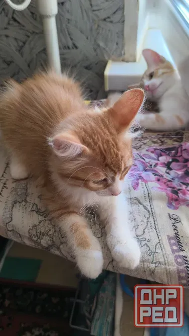 Отдам 2х котят в хорошие руки Донецк - изображение 5