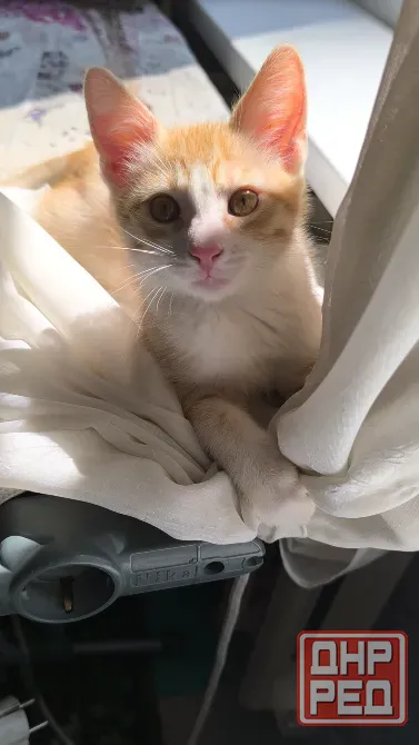 Отдам 2х котят в хорошие руки Донецк - изображение 3