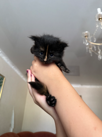 Бронь на котят Донецк