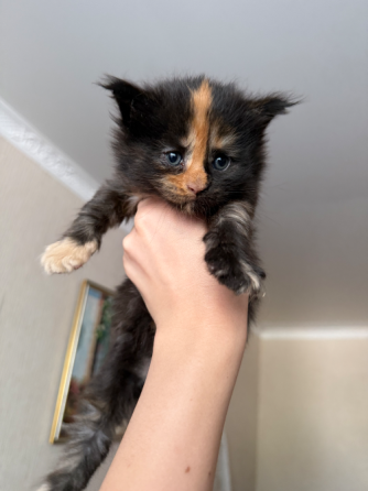 Бронь на котят Донецк