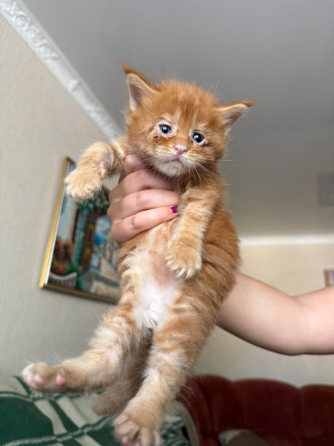 Бронь на котят Донецк