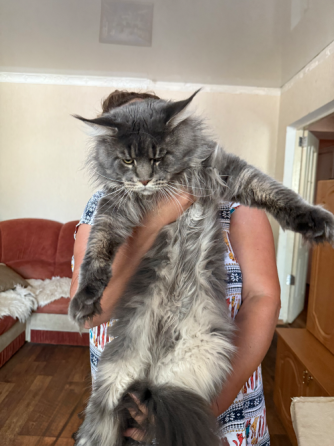 Бронь на котят Донецк