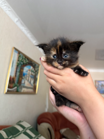 Бронь на котят Донецк