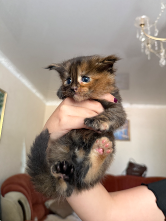 Бронь на котят Донецк