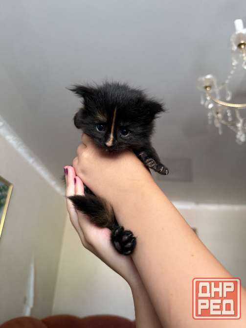 Бронь на котят Донецк - изображение 2