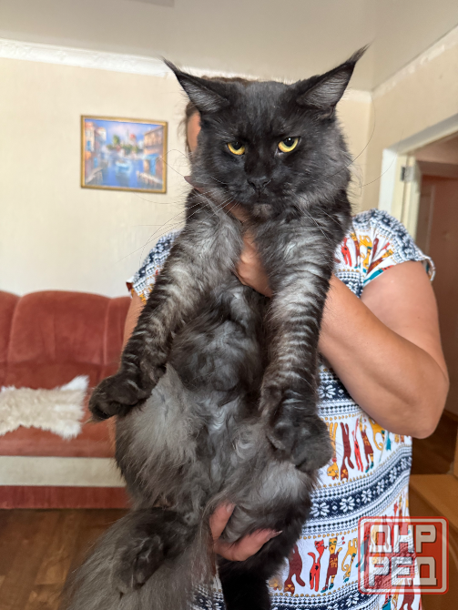 Бронь на котят Донецк - изображение 8