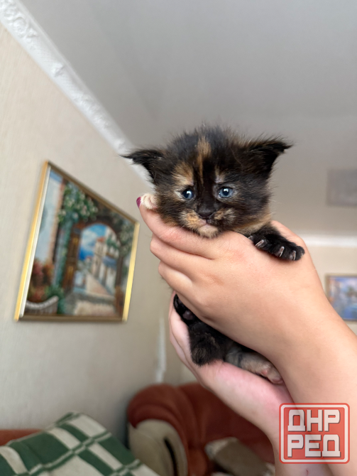 Бронь на котят Донецк - изображение 5