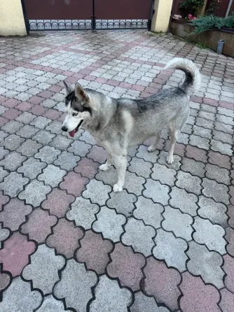 Найдена хаски в Донецке, ищем новый дом для самой преданной породы. Донецк