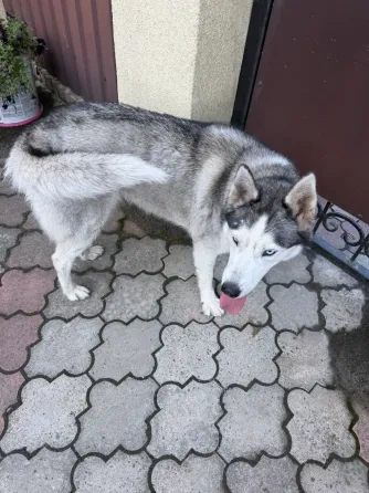 Найдена хаски в Донецке, ищем новый дом для самой преданной породы. Донецк