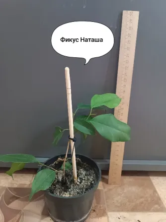Продам фикус Кинки,фикус Наташа Донецк