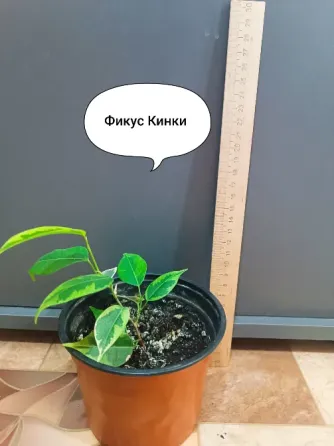 Продам фикус Кинки,фикус Наташа Донецк