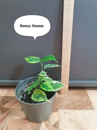 Продам фикус Кинки,фикус Наташа Донецк