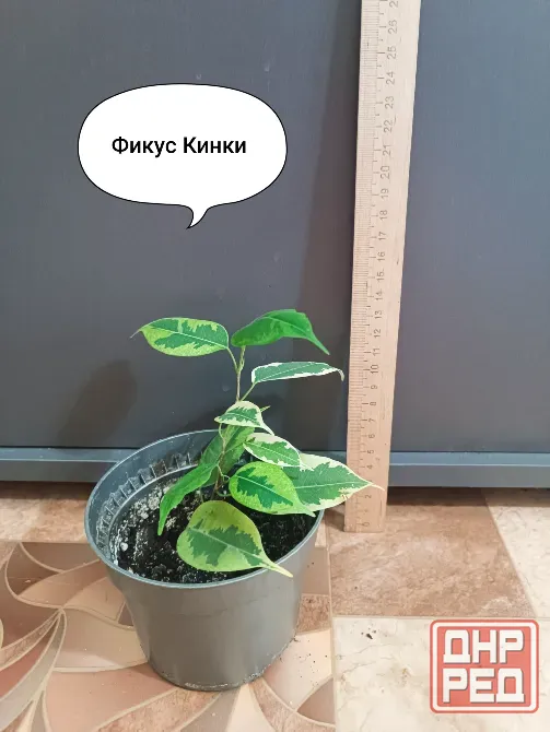 Продам фикус Кинки,фикус Наташа Донецк - изображение 3