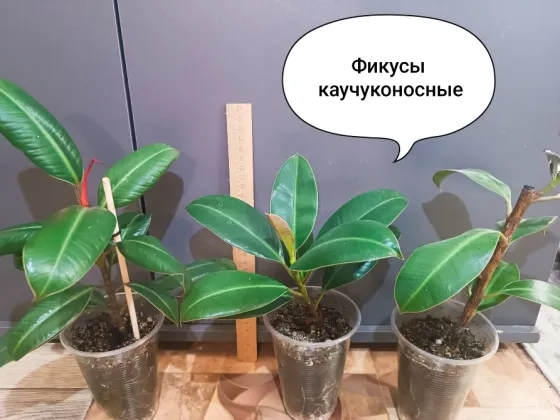 Продам фикусы каучуконосные Донецк
