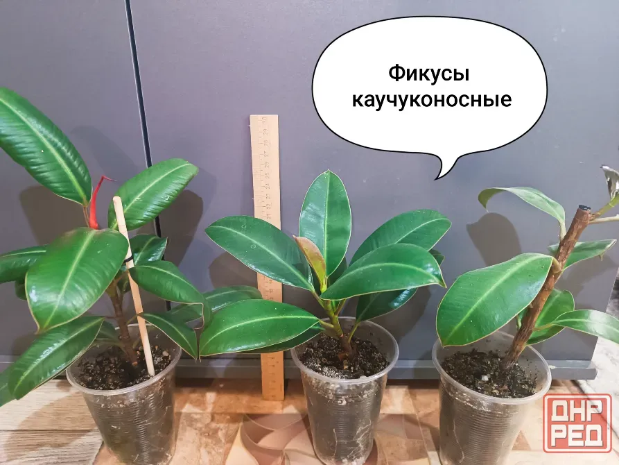 Продам фикусы каучуконосные Донецк - изображение 1