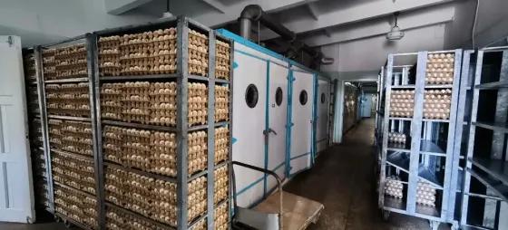 Продам инкубатор Зугрэс