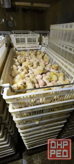 Продам инкубатор Зугрэс - изображение 8