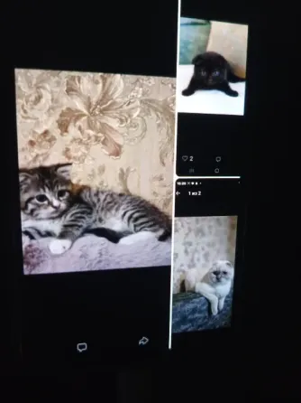 Продам короткошёрстных шотландских котят Макеевка
