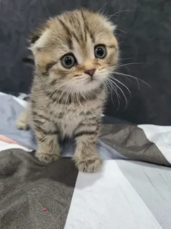Продам котят Макеевка