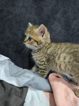 Продам котят Макеевка