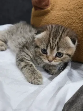 Продам котят Макеевка