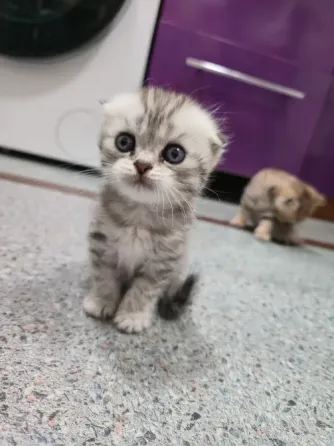 Продам котят Макеевка