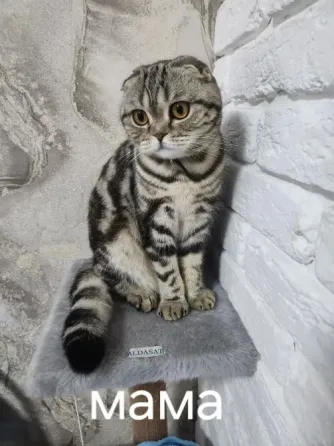 Продам котят Макеевка