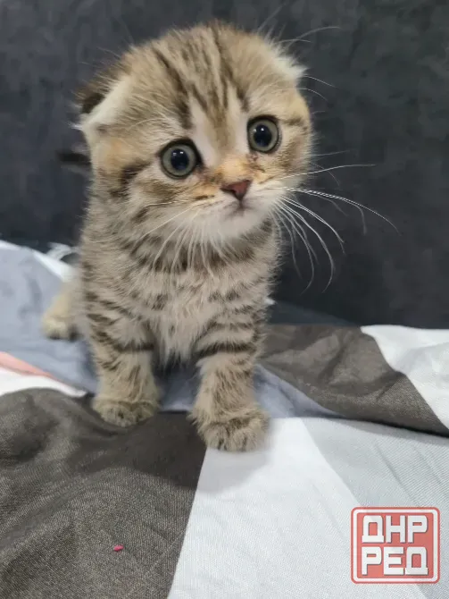 Продам котят Макеевка - изображение 4
