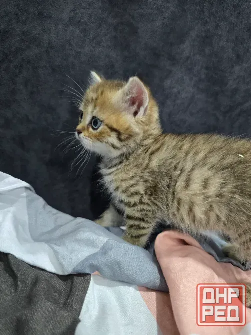 Продам котят Макеевка - изображение 2