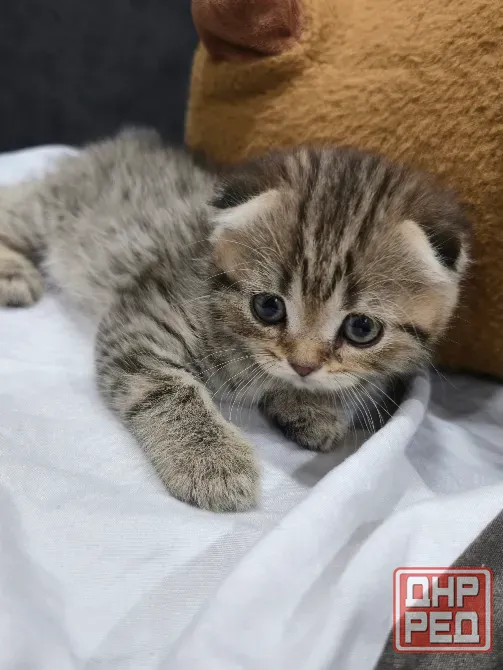 Продам котят Макеевка - изображение 5