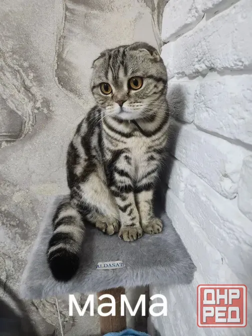 Продам котят Макеевка - изображение 6