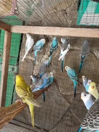 Продам попугаев Шахтерск