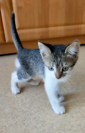 котёнок в добрые руки Донецк