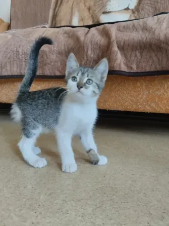 котёнок в добрые руки Донецк