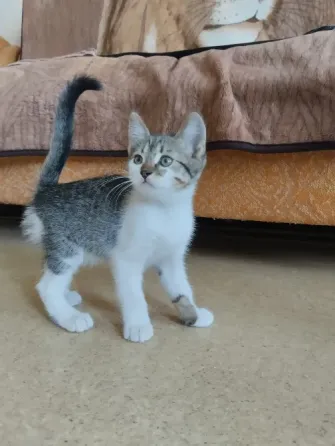 котёнок в добрые руки Донецк