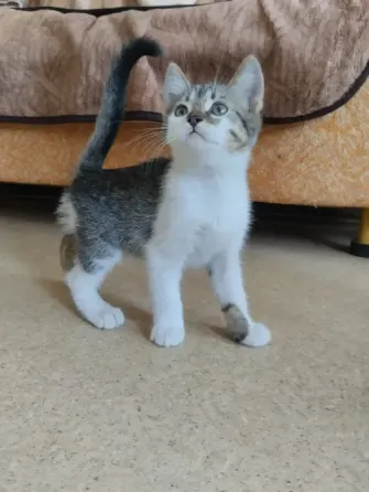 котёнок в добрые руки Донецк