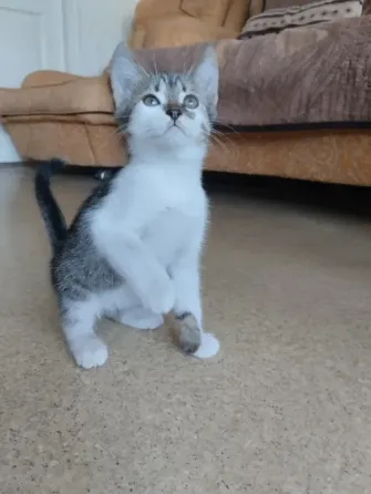 котёнок в добрые руки Донецк