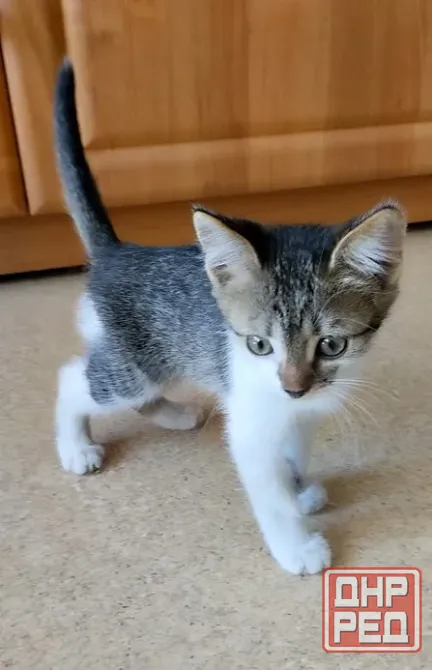 котёнок в добрые руки Донецк - изображение 1