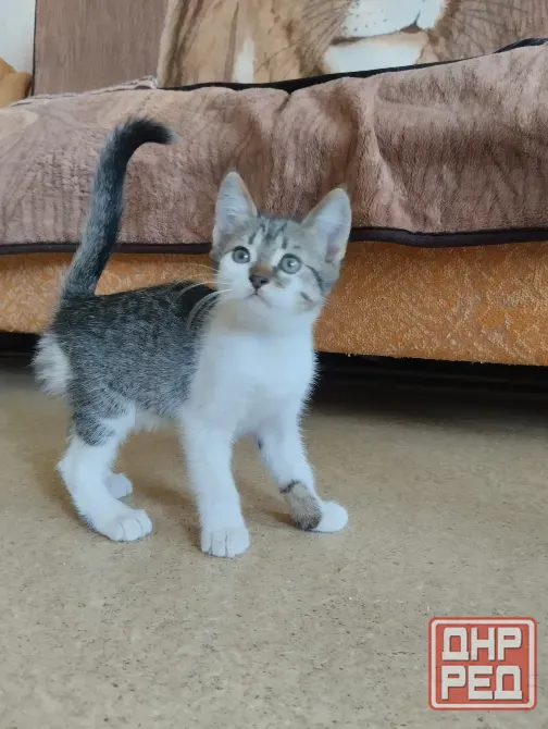 котёнок в добрые руки Донецк - изображение 3