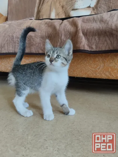 котёнок в добрые руки Донецк - изображение 4