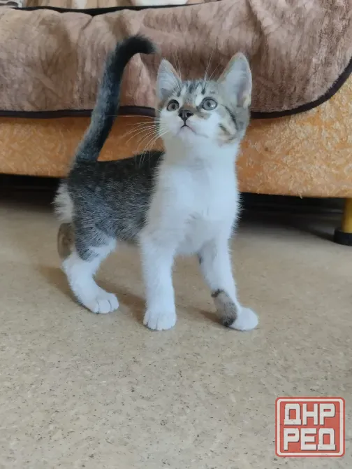 котёнок в добрые руки Донецк - изображение 5