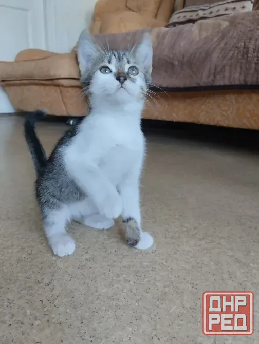 котёнок в добрые руки Донецк - изображение 2