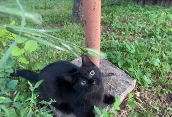 Котенок мальчик Донецк